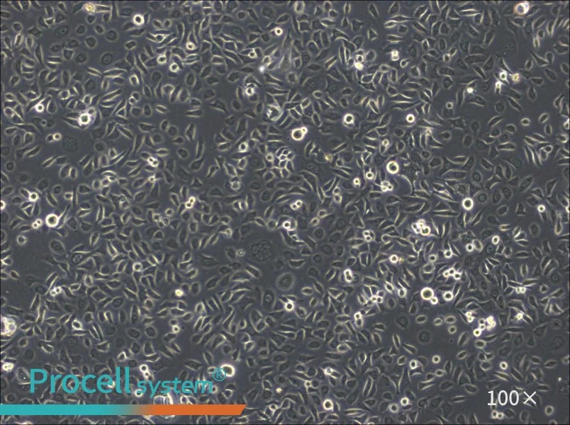 ME-180 Cell Complete Medium - 1