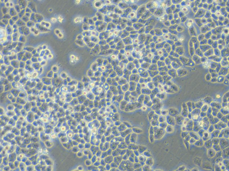 HCT-15-5FU Cell Complete Medium - 5