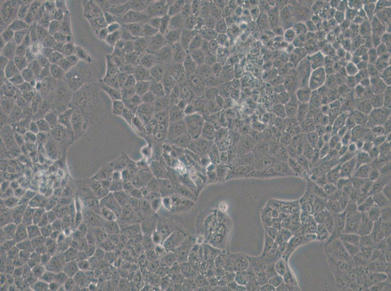 MKN74 Cell Complete Medium - 4