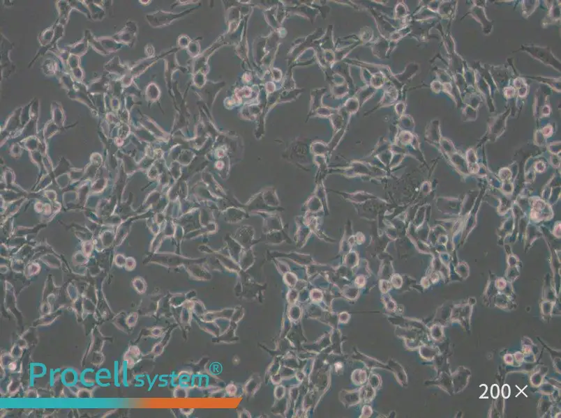 MFC Cell Complete Medium - small - 6