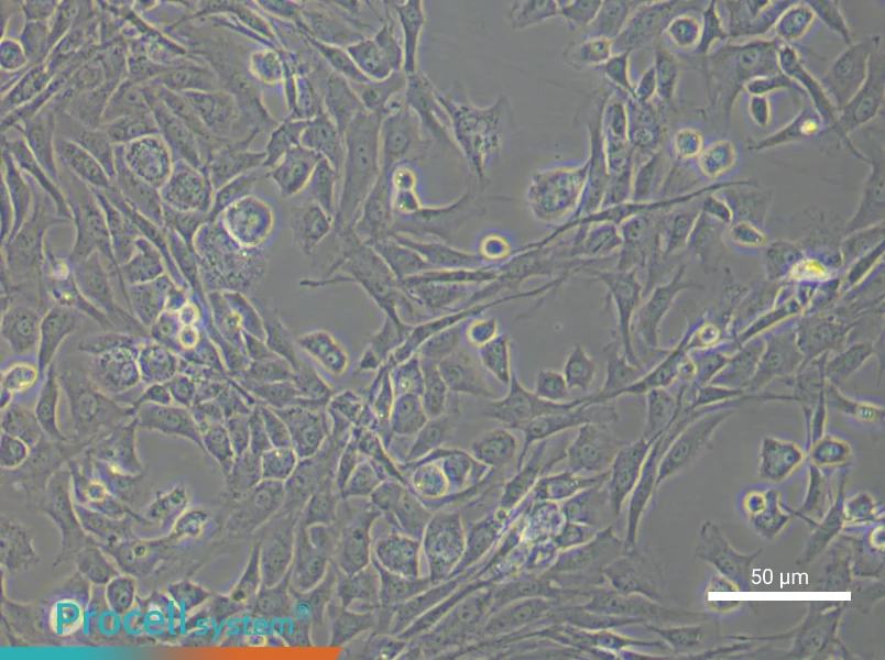 Rat Articular Chondrocyte Complete Medium - 5