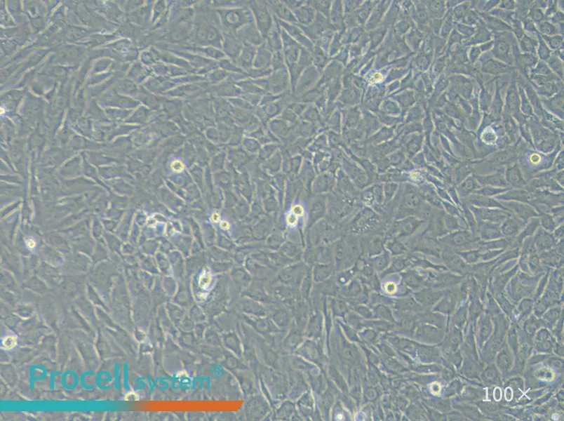 SW579 [SW-579] (L15) Cell Complete Medium - 1