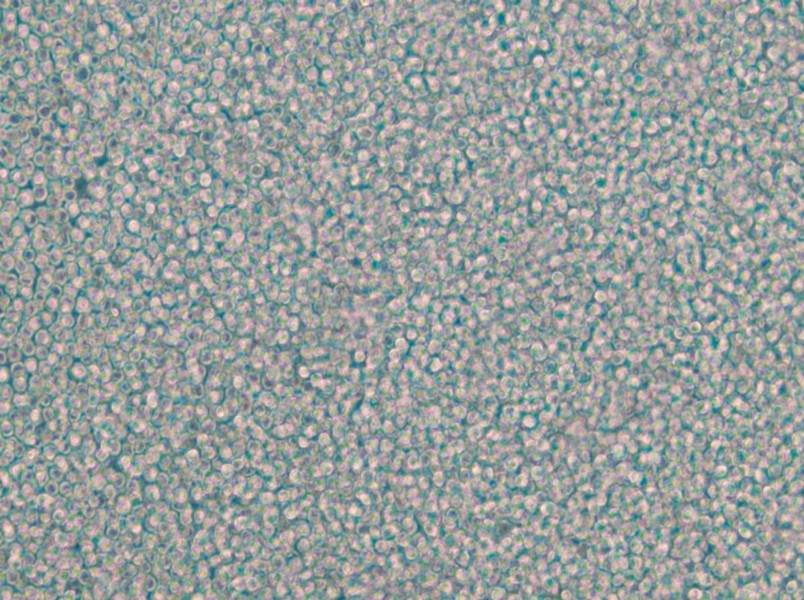 EOL-1 Cell Complete Medium - 5