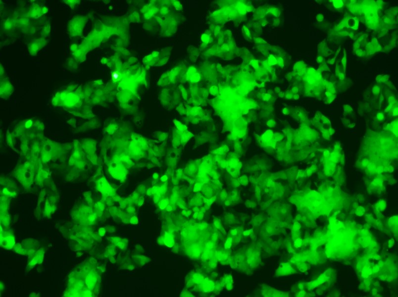 HeP G2-LUC-EGFP Cell Complete MediumHeP G2-LUC-EGFP Cell Complete Medium - 3