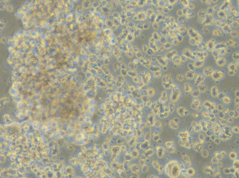 LCL 721.221 Cell Complete Medium - small - 4