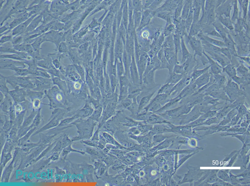 Rat Bladder Smooth Muscle Cell Complete Medium - small - 5