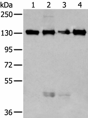 Western blot analysis of 293T and 231 cell lysates  using MORC2 Polyclonal Antibody at dilution of 1:250