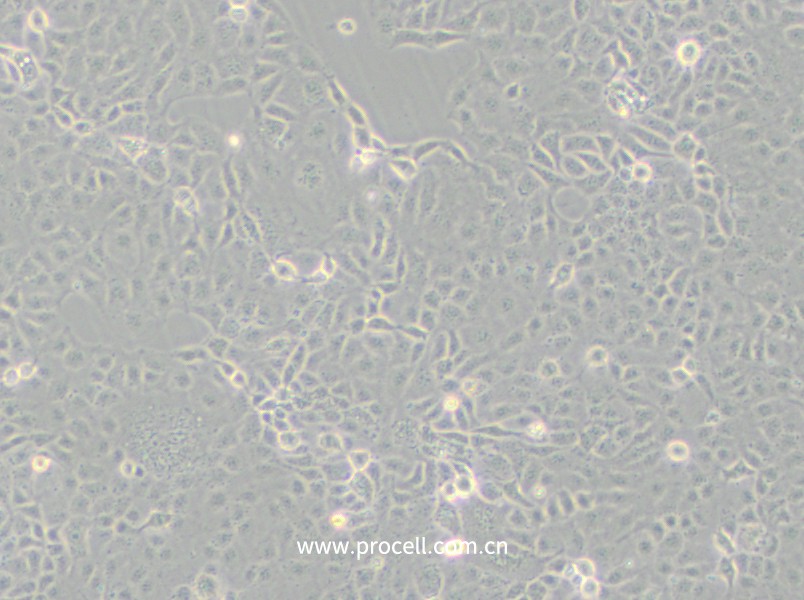 https://789.bio/ec/uPOde9