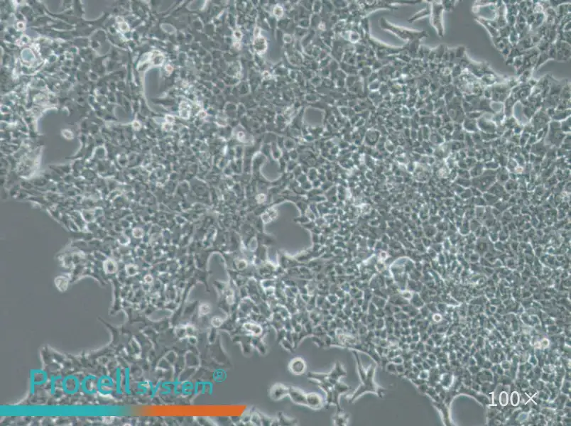 SW756 (DMEM) Cell Complete Medium - 1