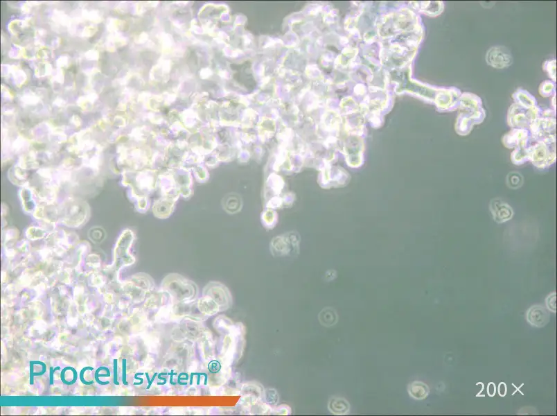 DU4475 Cell Complete Medium - small - 4