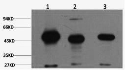 Western Blot analysis of 1) Mouse brain, 2) Rat brain using FH Monoclonal Antibody at dilution of 1:2000.