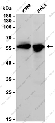 Recombinant TXNRD1 Monoclonal Antibody - 1