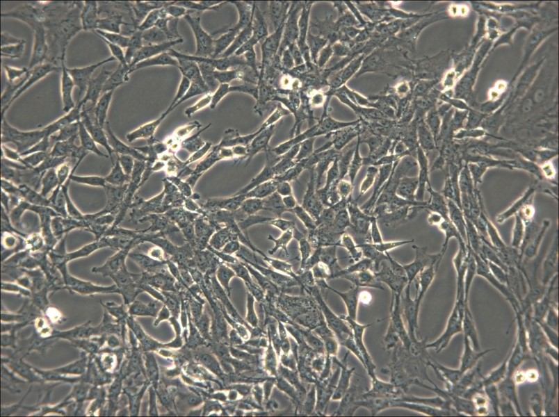 C6 Cell Complete Medium - small - 5