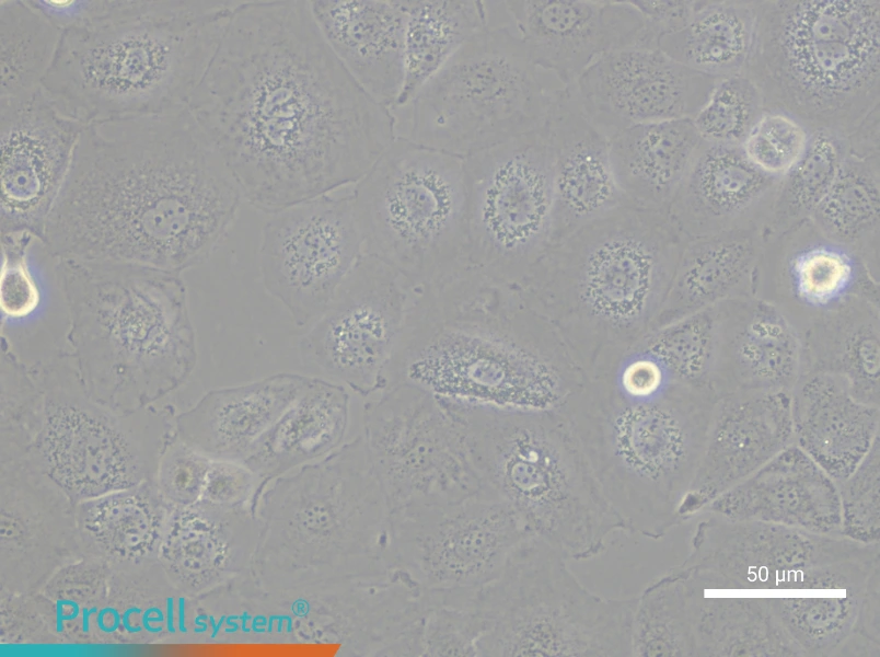 FU97 Cell Complete MediumFU97 Cell Complete Medium - 4
