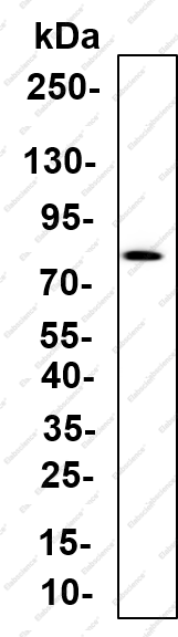 Recombinant TOMM70 Monoclonal Antibody - 5