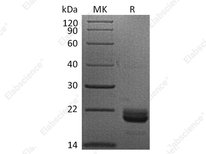 Recombinant Human TNFSF14/LIGHT Protein (His Tag) - 1