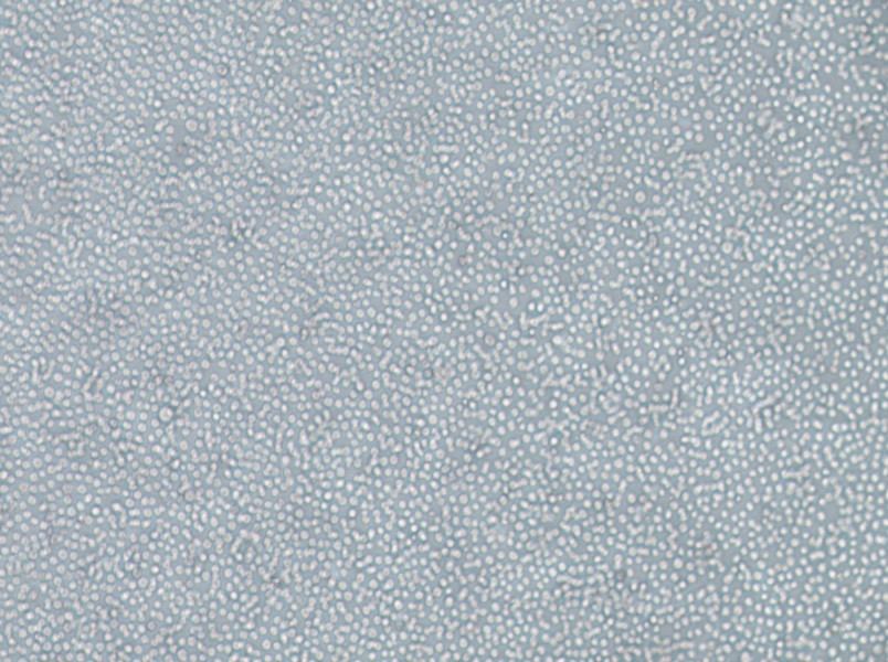 skm-1 Cell Complete Mediumskm-1 Cell Complete Medium - 2