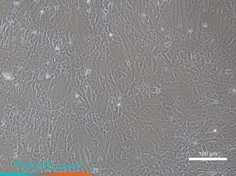 Mouse Synovial Fibroblast Complete Medium - 1