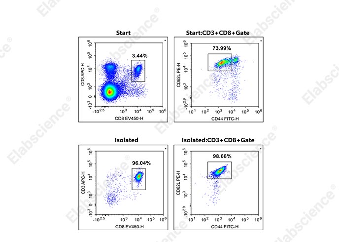 小鼠初始CD8+T细胞阴性分选试剂盒
