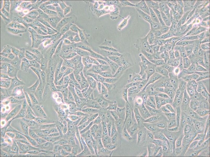 MNNG/HOS Cl #5 [R-1059-D] Cell Complete Medium - 4