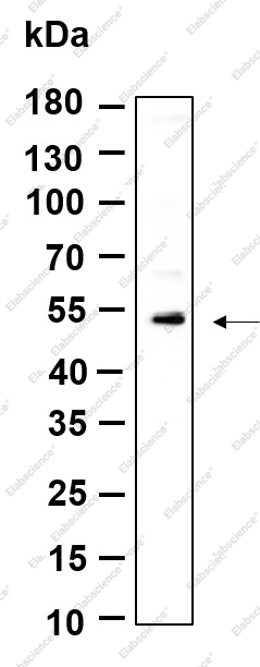 Recombinant KRTHB3 Monoclonal Antibody - 1