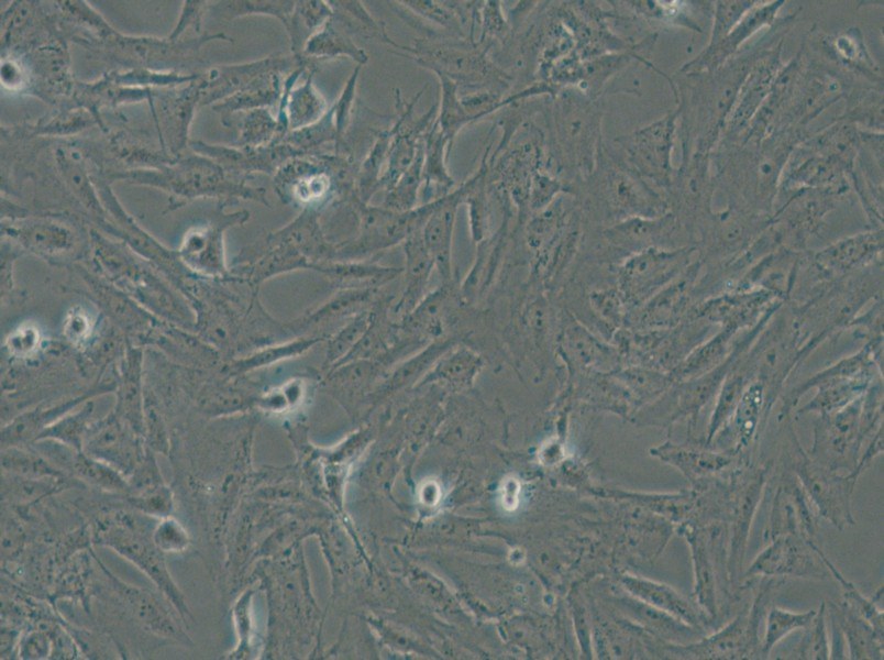 CRFK Cell Complete Medium - 4