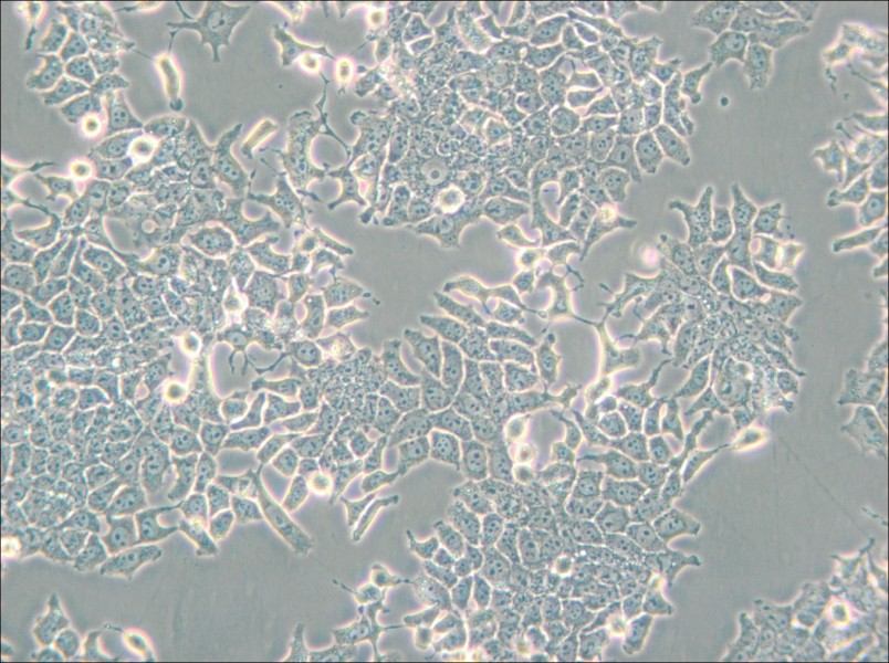 H-4-II-E [H4-II-E] Cell Complete Medium - small - 5
