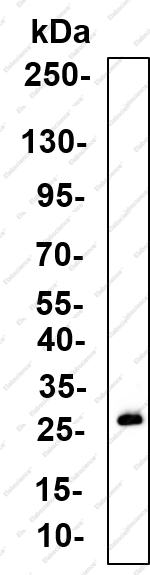 Recombinant MBL Monoclonal Antibody - 4