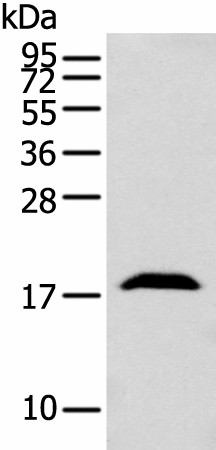 Western blot analysis of Mouse brain tissue  using GMFB Polyclonal Antibody at dilution of 1:250