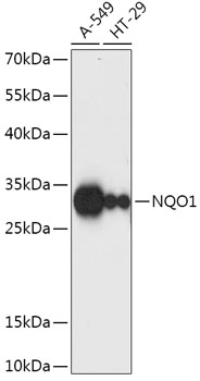 Western blot analysis of extracts of various cell lines using NQO1 Polyclonal Antibody at dilution of 1:1000.