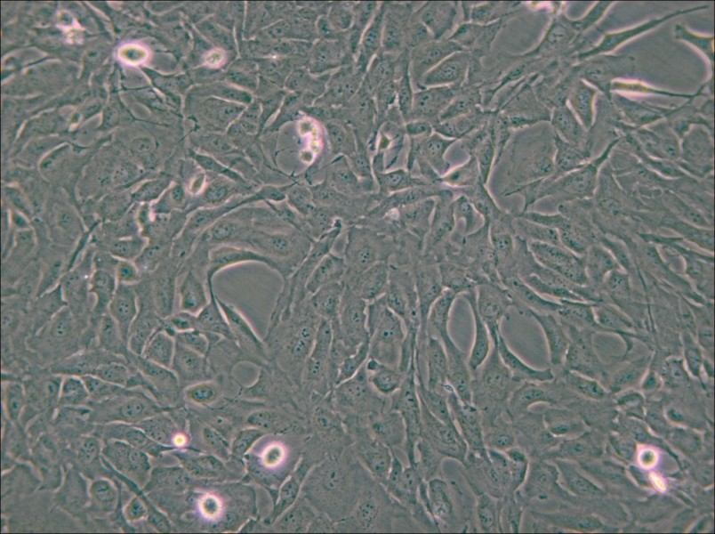 Calu-1 Cell Complete Medium - small - 5