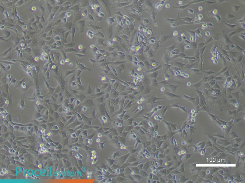 Rabbit Articular Chondrocyte Complete Medium - 1