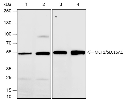 Recombinant SLC16A1 Monoclonal Antibody-searchlist-1