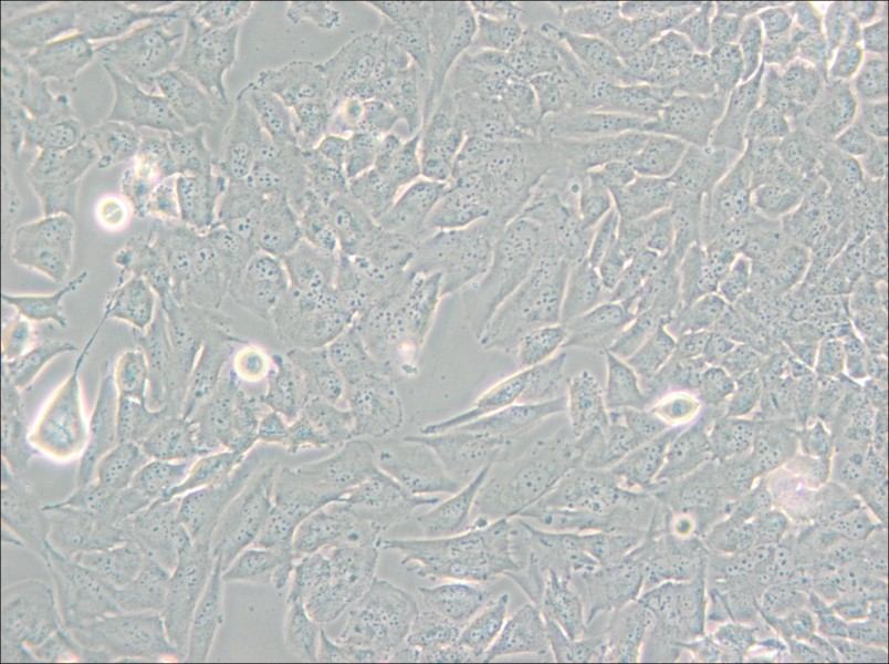 T98G Cell Complete Medium - small - 5