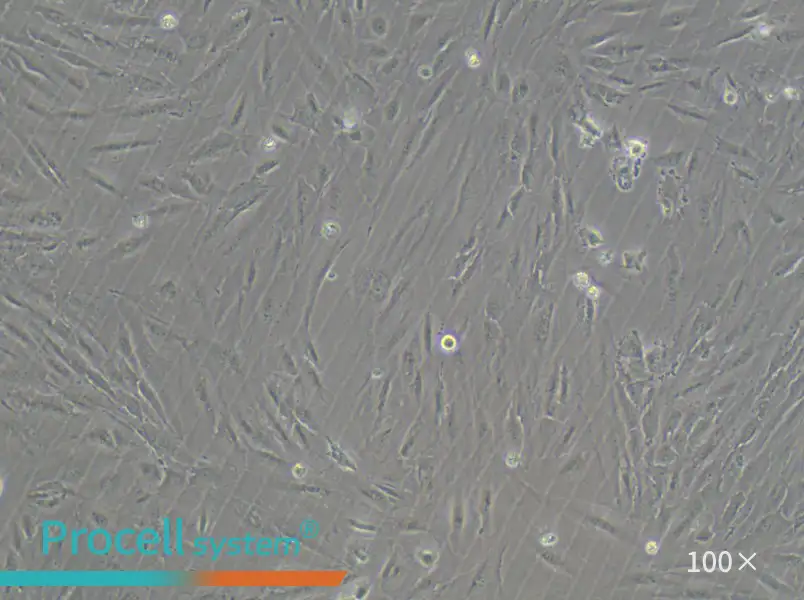 SSP-25 Cell Complete Medium - 1