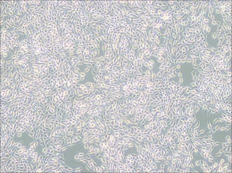 B16 Cell Complete Medium - 2