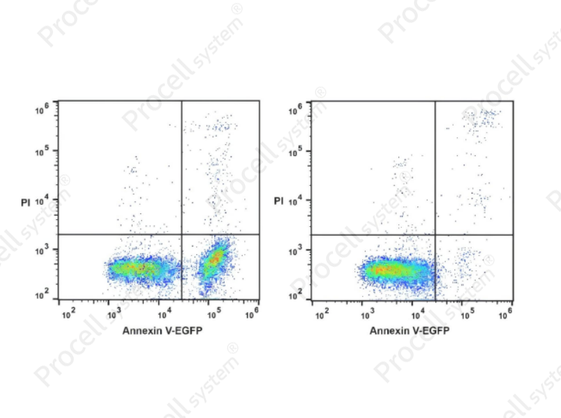 Annexin V-EGFP/PI Apoptosis KitAnnexin V-EGFP/PI Apoptosis Kit - 1