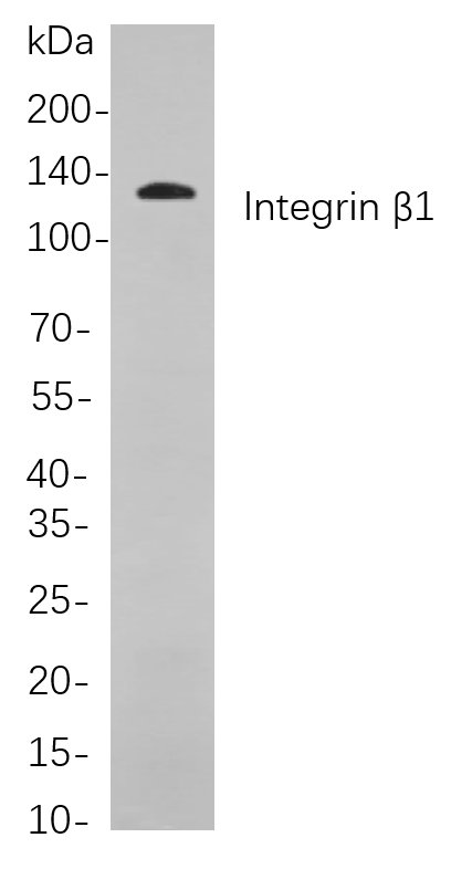Recombinant Integrin β1 Monoclonal Antibody-searchlist-1