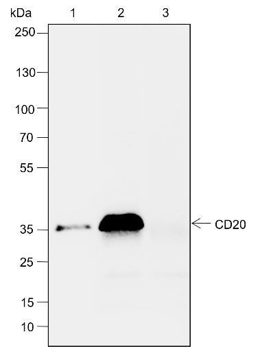 Recombinant CD20 Monoclonal Antibody - small - 6