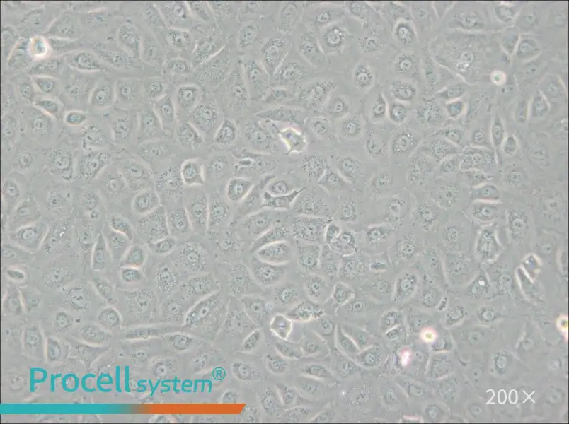 WB-F344 Cell Complete Medium - 6