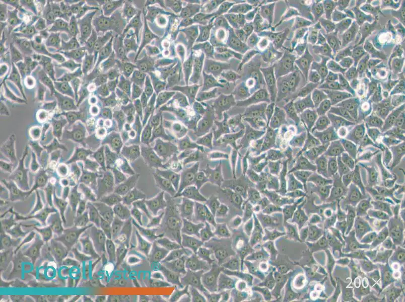 Hela 229 Cell Complete Medium - small - 4