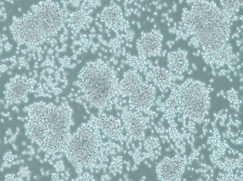 SUP-T1 Cell Complete Medium - 2