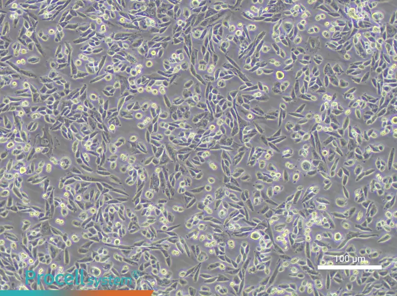 AA8 Cell Complete Medium - 1