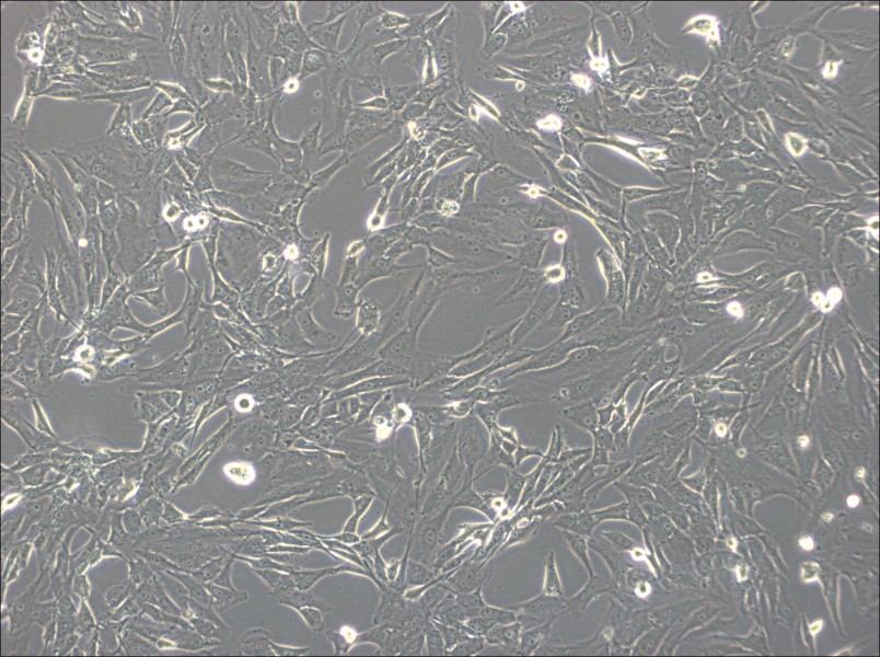 SW1783 (DMEM) Cell Complete Medium - 4