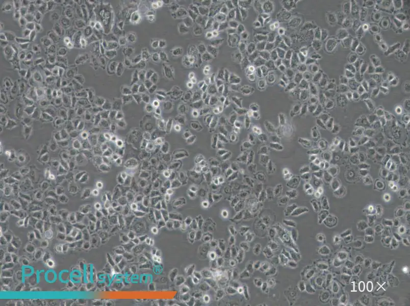 NCI-H838 Cell Complete Medium - 3