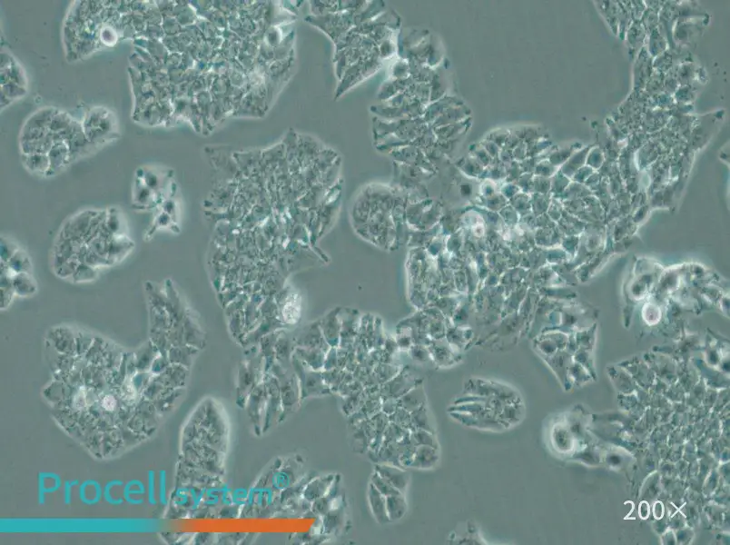 MHCC97-L Cell Complete Medium - small - 6