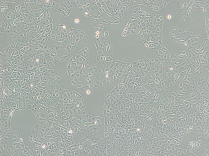 VERO C1008 [Vero E6] Cell Complete Medium-searchlist-1