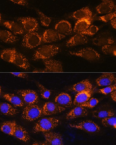 Immunofluorescence analysis of NIH/3T3 cells using BCKDHA Polyclonal Antibody at dilution of 1:100. Blue: DAPI for nuclear staining.