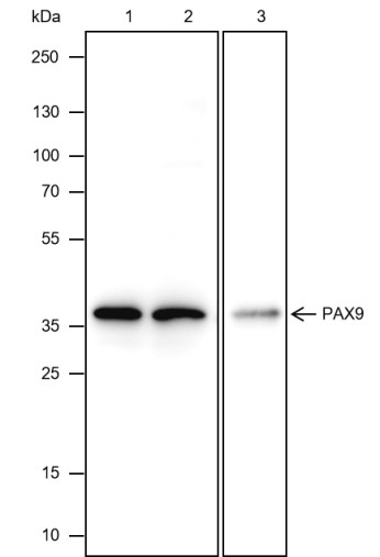 Recombinant PAX9 Monoclonal Antibody-searchlist-1