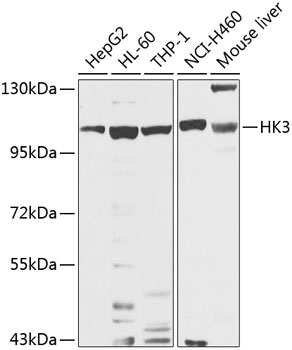 Western blot analysis of extracts of various cell lines using HK3 Polyclonal Antibody at 1:1000 dilution.